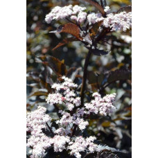 Бузина чорна Блек Товер® | Sambucus nigra Black Tower® | Бузина черная Блек Товер®