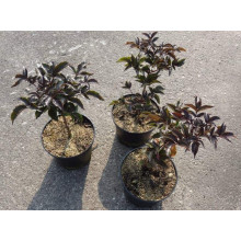 Бузина чорна Блек Товер® | Sambucus nigra Black Tower® | Бузина черная Блек Товер®