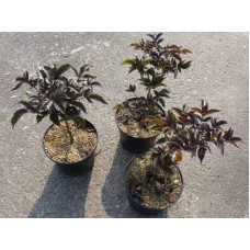 Бузина чорна Блек Товер® | Sambucus nigra Black Tower® | Бузина черная Блек Товер®