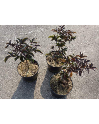 Бузина чорна Блек Товер® | Sambucus nigra Black Tower® | Бузина черная Блек Товер®