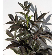 Бузина чорна Блек Товер® | Sambucus nigra Black Tower® | Бузина черная Блек Товер®