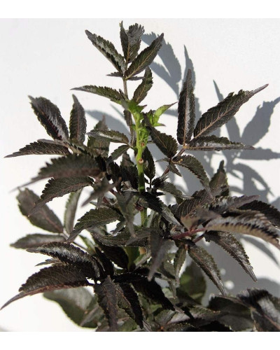 Бузина чорна Блек Товер® | Sambucus nigra Black Tower® | Бузина черная Блек Товер®