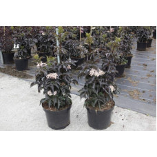 Бузина чорна Блек Товер® | Sambucus nigra Black Tower® | Бузина черная Блек Товер®