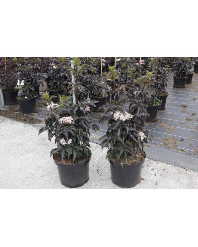Бузина чорна Блек Товер® | Sambucus nigra Black Tower® | Бузина черная Блек Товер®