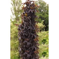 Бузина чорна Блек Товер® | Sambucus nigra Black Tower® | Бузина черная Блек Товер®