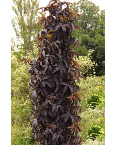 Бузина чорна Блек Товер® | Sambucus nigra Black Tower® | Бузина черная Блек Товер®
