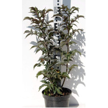 Бузина чорна Блек Товер® | Sambucus nigra Black Tower® | Бузина черная Блек Товер®