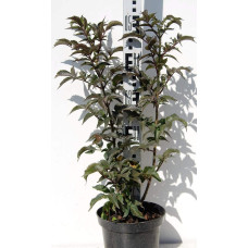 Бузина чорна Блек Товер® | Sambucus nigra Black Tower® | Бузина черная Блек Товер®