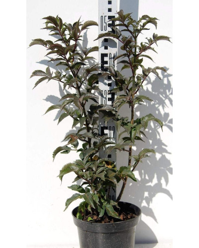 Бузина чорна Блек Товер® | Sambucus nigra Black Tower® | Бузина черная Блек Товер®