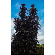 Бузина чорна Блек Товер® | Sambucus nigra Black Tower® | Бузина черная Блек Товер®