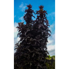Бузина чорна Блек Товер® | Sambucus nigra Black Tower® | Бузина черная Блек Товер®