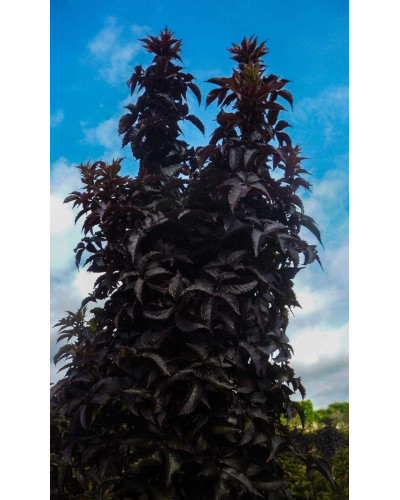 Бузина чорна Блек Товер® | Sambucus nigra Black Tower® | Бузина черная Блек Товер®