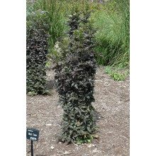 Бузина чорна Блек Товер® | Sambucus nigra Black Tower® | Бузина черная Блек Товер®