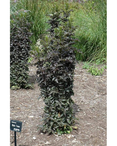 Бузина чорна Блек Товер® | Sambucus nigra Black Tower® | Бузина черная Блек Товер®