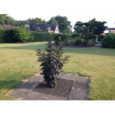 Бузина чорна Блек Товер® | Sambucus nigra Black Tower® | Бузина черная Блек Товер®