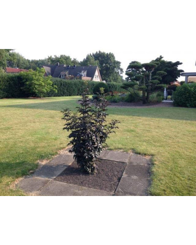 Бузина чорна Блек Товер® | Sambucus nigra Black Tower® | Бузина черная Блек Товер®