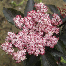 Бузина чорна Блек Товер® | Sambucus nigra Black Tower® | Бузина черная Блек Товер®