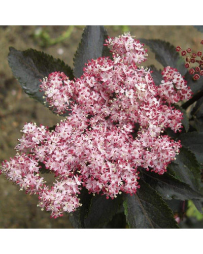 Бузина чорна Блек Товер® | Sambucus nigra Black Tower® | Бузина черная Блек Товер®