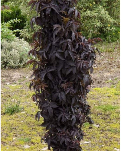 Бузина чорна Блек Товер® | Sambucus nigra Black Tower® | Бузина черная Блек Товер®