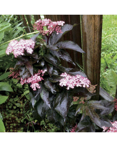 Бузина чорна Блек Товер® | Sambucus nigra Black Tower® | Бузина черная Блек Товер®