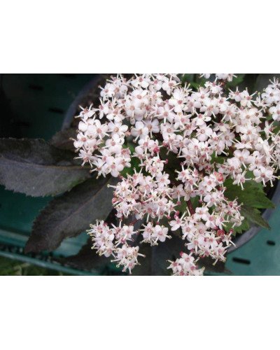 Бузина чорна Блек Товер® | Sambucus nigra Black Tower® | Бузина черная Блек Товер®