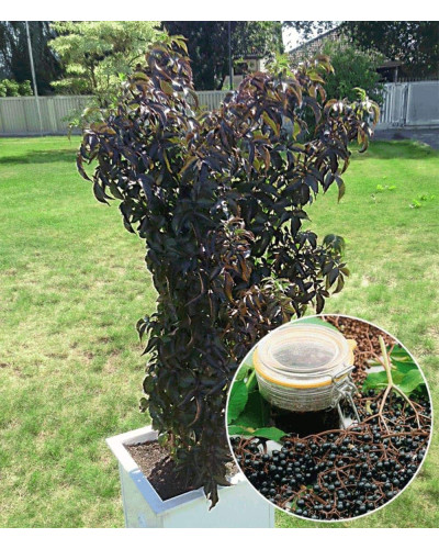 Бузина чорна Блек Товер® | Sambucus nigra Black Tower® | Бузина черная Блек Товер®