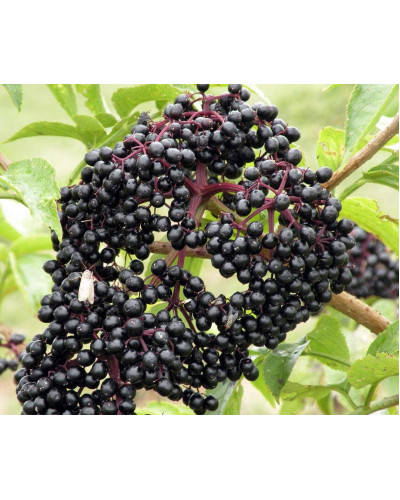 Бузина чорна Блек Товер® | Sambucus nigra Black Tower® | Бузина черная Блек Товер®