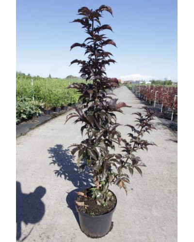 Бузина чорна Блек Товер® | Sambucus nigra Black Tower® | Бузина черная Блек Товер®