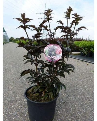Бузина чорна Блек Товер® | Sambucus nigra Black Tower® | Бузина черная Блек Товер®