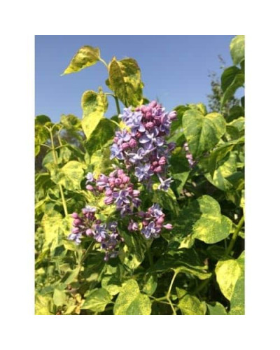Бузок звичайний Аукубофолія | Сирень обыкновенная Аукубофолия | Syringa vulgaris Aucubaefolia