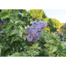 Бузок звичайний Аукубофолія | Сирень обыкновенная Аукубофолия | Syringa vulgaris Aucubaefolia