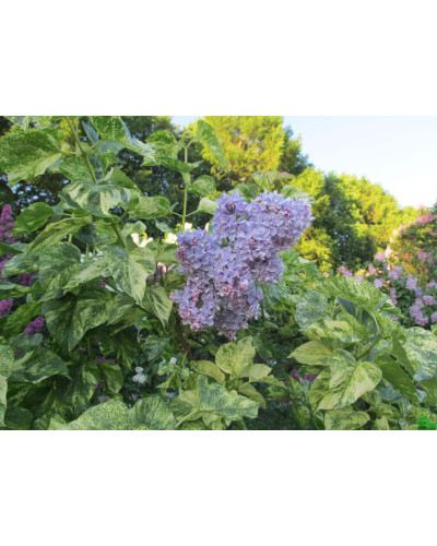 Бузок звичайний Аукубофолія | Сирень обыкновенная Аукубофолия | Syringa vulgaris Aucubaefolia