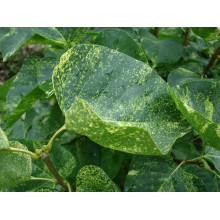 Бузок звичайний Аукубофолія | Сирень обыкновенная Аукубофолия | Syringa vulgaris Aucubaefolia