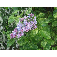 Бузок звичайний Аукубофолія | Сирень обыкновенная Аукубофолия | Syringa vulgaris Aucubaefolia
