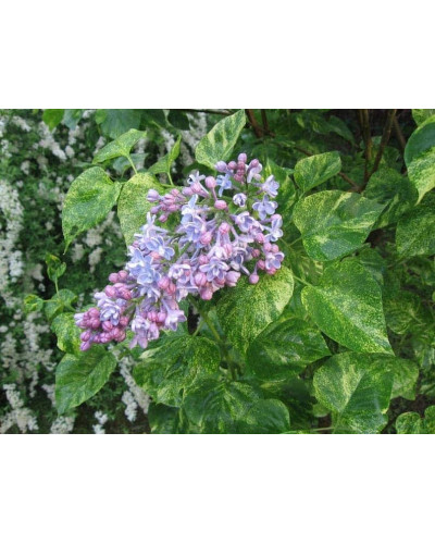 Бузок звичайний Аукубофолія | Сирень обыкновенная Аукубофолия | Syringa vulgaris Aucubaefolia