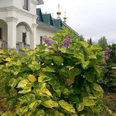 Бузок звичайний Аукубофолія | Сирень обыкновенная Аукубофолия | Syringa vulgaris Aucubaefolia