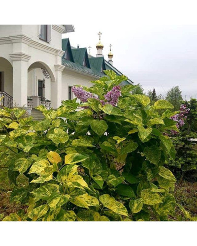 Бузок звичайний Аукубофолія | Сирень обыкновенная Аукубофолия | Syringa vulgaris Aucubaefolia