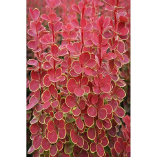 Барбарис Тунберга Оранж Санрайз® | Berberis Thunbergii Orange Sunrise® | Барбарис Тунберга Оранж Санрайз®