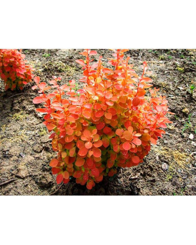 Барбарис Тунберга Оранж Санрайз® | Berberis Thunbergii Orange Sunrise® | Барбарис Тунберга Оранж Санрайз®
