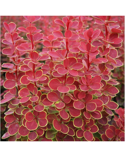 Барбарис Тунберга Оранж Санрайз® | Berberis Thunbergii Orange Sunrise® | Барбарис Тунберга Оранж Санрайз®