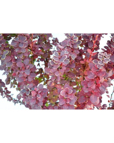 Барбарис Тунберга Оранж Санрайз® | Berberis Thunbergii Orange Sunrise® | Барбарис Тунберга Оранж Санрайз®