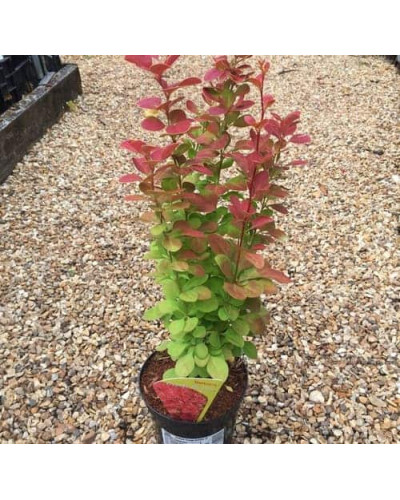 Барбарис Тунберга Оранж Санрайз® | Berberis Thunbergii Orange Sunrise® | Барбарис Тунберга Оранж Санрайз®