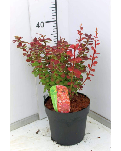 Барбарис Тунберга Оранж Санрайз® | Berberis Thunbergii Orange Sunrise® | Барбарис Тунберга Оранж Санрайз®