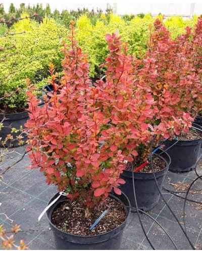 Барбарис Тунберга Оранж Санрайз® | Berberis Thunbergii Orange Sunrise® | Барбарис Тунберга Оранж Санрайз®