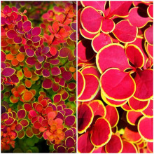 Барбарис Тунберга Оранж Санрайз® | Berberis Thunbergii Orange Sunrise® | Барбарис Тунберга Оранж Санрайз®