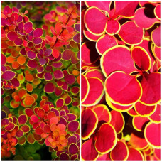 Барбарис Тунберга Оранж Санрайз® | Berberis Thunbergii Orange Sunrise® | Барбарис Тунберга Оранж Санрайз®