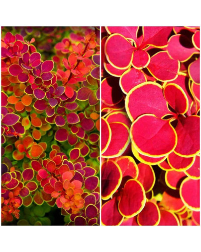 Барбарис Тунберга Оранж Санрайз® | Berberis Thunbergii Orange Sunrise® | Барбарис Тунберга Оранж Санрайз®