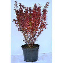 Барбарис Тунберга Оранж Санрайз® | Berberis Thunbergii Orange Sunrise® | Барбарис Тунберга Оранж Санрайз®