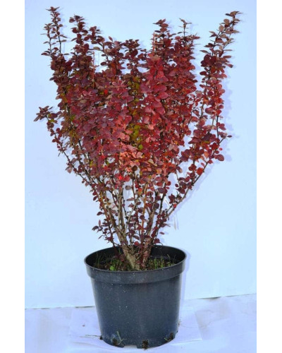 Барбарис Тунберга Оранж Санрайз® | Berberis Thunbergii Orange Sunrise® | Барбарис Тунберга Оранж Санрайз®