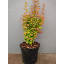 Барбарис Тунберга Оранж Санрайз® | Berberis Thunbergii Orange Sunrise® | Барбарис Тунберга Оранж Санрайз®